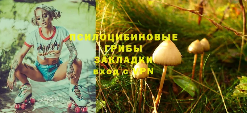 где найти   Дегтярск  Галлюциногенные грибы Cubensis 